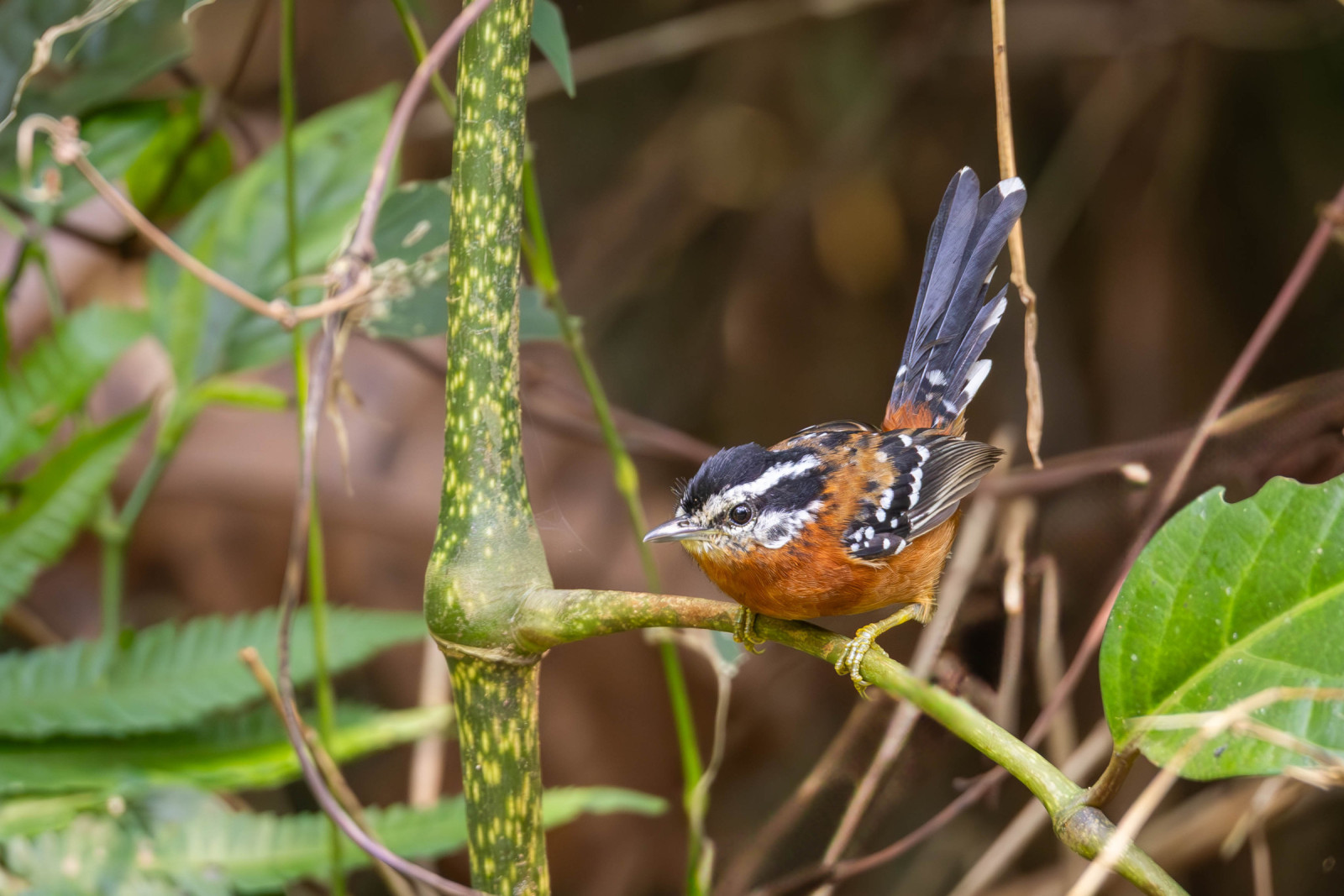 image Ferruginous Antbird